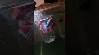 Fullmoon betta fish fish bettafish wildbetta music [upl. by Alludba432]