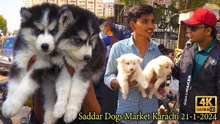 Saddar Biggest Dogs Market Karachi 21124 Karachi صدر أكبر سوق للكلاب  कुत्तों का सबसे बड़ा बाज़ार [upl. by Aztirak]