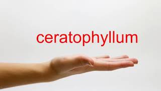 How to Pronounce ceratophyllum  American English [upl. by Eniad]