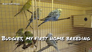 Budgies my first home breeding  Andulky náš první chov [upl. by Lyndon]