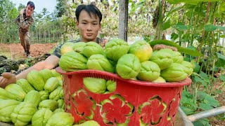 Harvest chayote fruits and buy electrical equipment [upl. by Allebara]