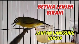 Pleci betina paling lenjeh suaranya bikin pleci jantan gacor [upl. by Sydalg]