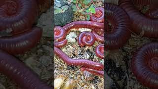 Expert Entomologist Shares Top Millipede Care Secrets 4 [upl. by Dnomal]