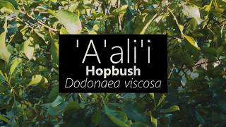 ʻAʻaliʻi Hopbush Dodonaea viscosa [upl. by Naida]