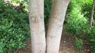 Tulip Tree Liriodendron tulipifera  trunk  July 2018 [upl. by Marsland]