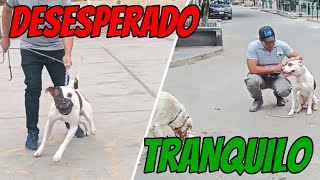 COMO CONSEGUIR EL CONTROL DE UN PITBULL Y EVITAR LA AGRESIVIDAD HACIA OTROS PERROS [upl. by Gonnella183]