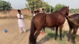 Horse meets other horse in village [upl. by Roxie]