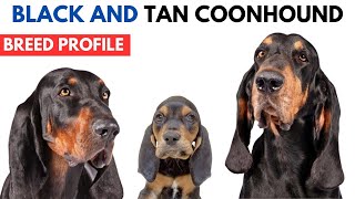 Black and Tan Coonhound Breed Profile History Price Traits  Black and Tan Coonhound Grooming Needs [upl. by Adnilrem]