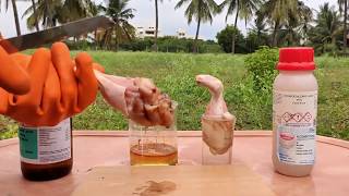 CHICKEN VS SULFURIC ACID VS HCL ACID  DAMAGE TO SKIN BY ACIDS  EXPERIMENTS AND HACKS [upl. by Oetsira]