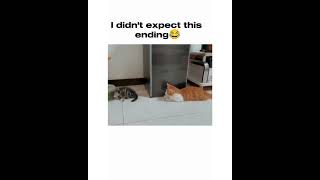 A surpise ending shorts cat funny [upl. by Pallua]