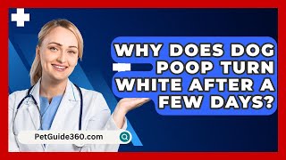 Why Does Dog Poop Turn White After A Few Days  PetGuide360com [upl. by Chrotoem]