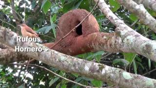 Rufous Hornero  National Bird of Argentina [upl. by Edith]