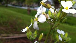 Wavy Bittercress Cardamine Flexuosa  20120522 [upl. by Rebeca]