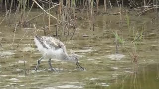 Pied Avocet Chicks [upl. by Yc]