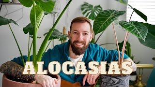 Alocasia Care Guide  Secrets to Thriving Elephant Ears [upl. by Enitsirk]