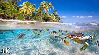 11 HOURS Stunning 4K Underwater footage  Music  quotTahiti Reef Relaxationquot Ambient Nature Film [upl. by Chuu]