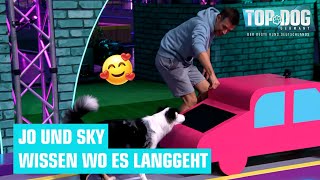 Schauspieler Jo Weil mit Sky im Parcours 🥳🐶  Top Dog Germany  PromiSpecial 2022 [upl. by Tnafni]