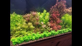 Planted Tank Update 31 [upl. by Shyamal]