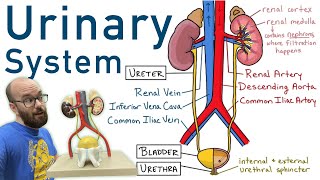 Urinary System  Structure Function Plastinated Kidney and Bladder 3D Model [upl. by Bilicki]