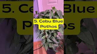 10 Pothos Varieties Youll Want to Add to Your Houseplant Collection plants indoorplants pothos [upl. by Melany]