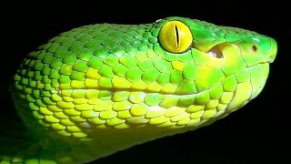 Green Tree Viper  Trimeresurus albolabris  Venomous Thailand Snake [upl. by Schonfeld]