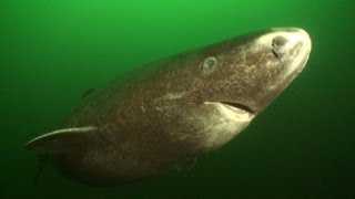 Greenland Sharks  JONATHAN BIRDS BLUE WORLD [upl. by Dorthy345]