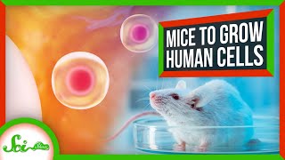 Why Scientists Are Using Mice to Make Human Cells [upl. by Reuven832]