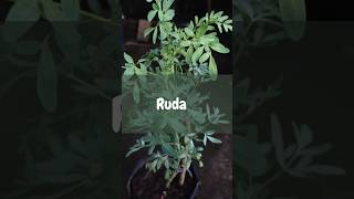 Ruda 🌿 viral foryou shortvideo shorts parati fyp nature fypシ゚viral [upl. by Toma]