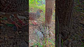 Teetar chicks feeding birds [upl. by Silverstein]