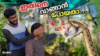 😱കിളിക്കൂട്ടിലേക്ക് പുതിയ PURCHASE ചെയ്യാന്‍ പോയതാ പക്ഷെ  Adopting New Hamster to Aviary [upl. by Naujd]