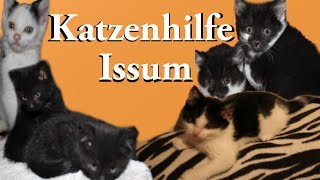 Ein Besuch bei der Katzenhilfe Issum NRW [upl. by Bagley380]