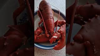 COOKED LOBSTER delicious [upl. by Ellwood]