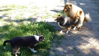 VDH Shelties vom Ponyhügel Liebesspielchen Galeno und Jody [upl. by Adigun]