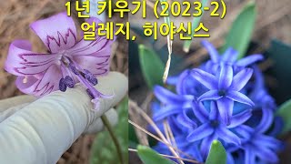 1년 키우기20232 얼레지 히야신스 This is how the eelgrass and hyacinth change over the course of a year [upl. by Euridice804]