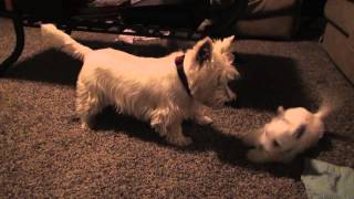 Westie Puppies Wrestle and Play with Parents [upl. by Alburga]