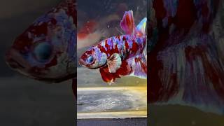 Betta Fish  Galaxy bettafish bettabreeding shorts fish [upl. by Gaskill52]