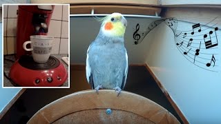 🐦 Prada IMITE le son de la MACHINE à CAFE  CALOPSITTE [upl. by Earla]