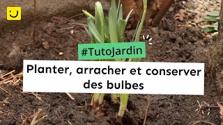 Tuto Jardin Planter arracher et conserver des bulbes [upl. by Evslin]