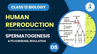 Spermatogenesis  Gametogenesis  Hormonal Regulation  Human Reproduction  Class 12 Biology [upl. by Ayerdna60]