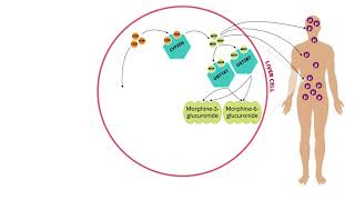 Sample Video from Pharmacogenomics for Healthcare Professionals The Basics [upl. by Buffo]