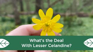 Whats the Deal with Lesser Celandine [upl. by Yekim]