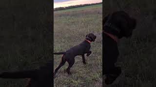 My Deutsch Drahthaar Gundog training [upl. by Narahs]