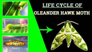 LIFE CYCLE OF OLEANDER HAWK MOTH 🦋  Green Army Moth  Dephnis Nerii [upl. by Eppie9]