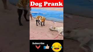 🐯Prank Dog 😂  Dog Wear Tiger Mask Fake Tiger So Funny Dogs Prank Try To Stop Laugh 2024 🐕 [upl. by Porta528]