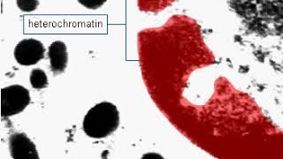 Euchromatin and heterochromatin [upl. by Alyakem]