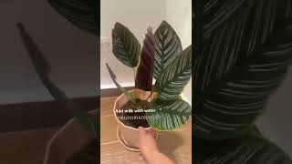 Recuse calathea relatedvideo plants garden gardening phnompenh cambodia houseplants [upl. by Oigres]