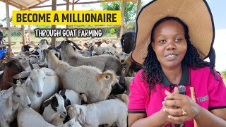 Goat Farming Can Make You Rich In a Short Time Why Young People Should Engage In Farming [upl. by Theurer]