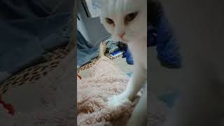 The Masseur Cat Mela trending cat massage pets short mela [upl. by Hayouqes]