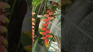 how to grow beautiful heliconia flower short shortvideo [upl. by Hanonew]