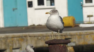 Azorean Yellowlegged Gull Newlyn Harbour West Cornwall [upl. by Nomannic89]